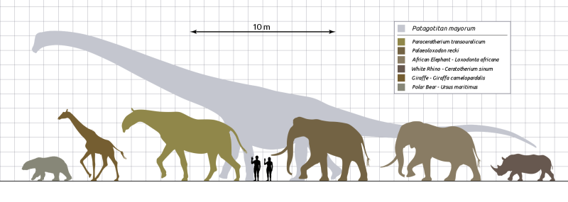 Самый большой на свете динозавр — патаготитан майорум